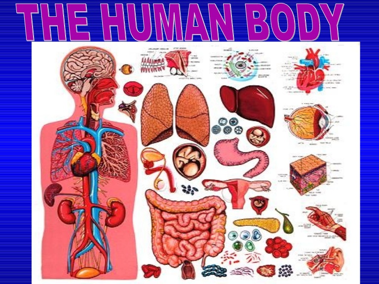 human anatomy and physiology degree